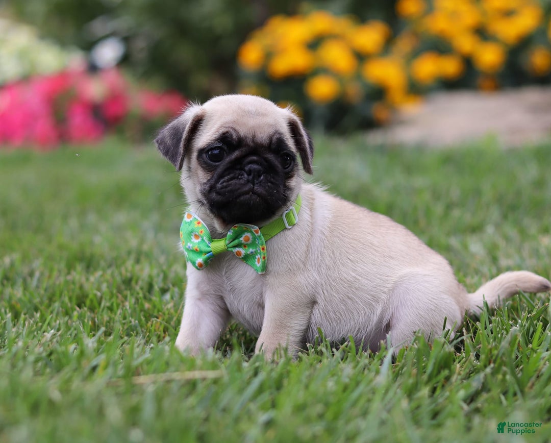 Pug dogs for sale: Ace - Image 6