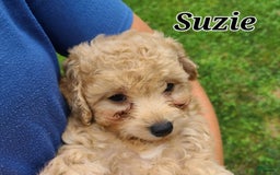 Bichpoo dogs for sale: Suzie - Image 6