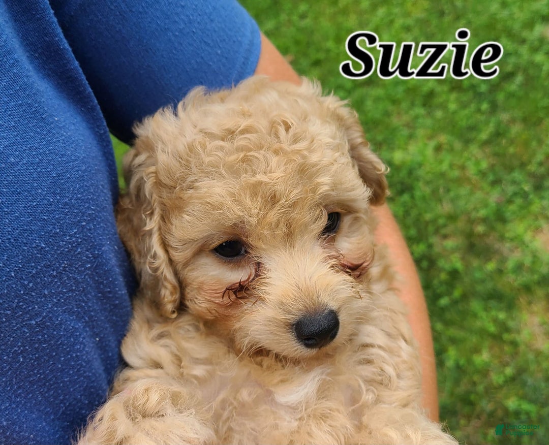 Bichpoo dogs for sale: Suzie - Image 6