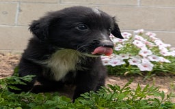 Miniature Australian Shepherd dogs for sale: Funnel Cake - Image 13