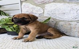 English Mastiff dogs for sale: Buck - Image 13