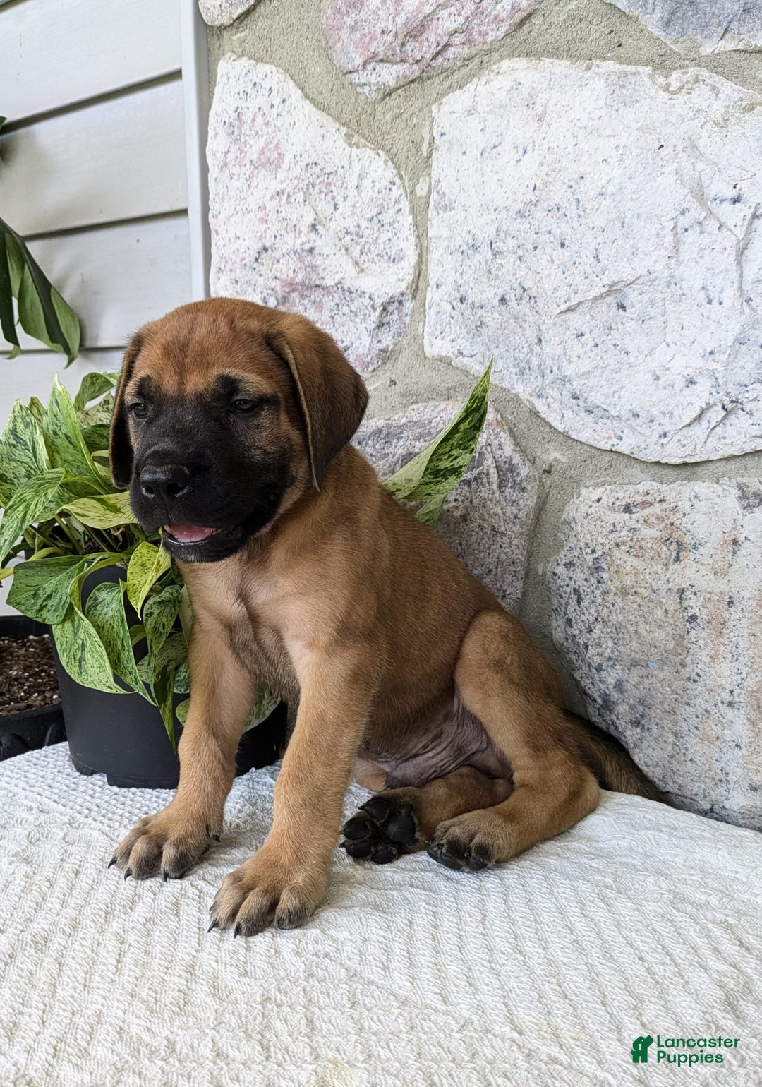 English Mastiff dogs for sale: Buck - Image 13