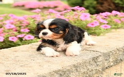 Cavalier King Charles Spaniel dogs for sale: Jack - Image 5