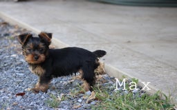 Yorkshire Terrier dogs for sale: Max - Image 2