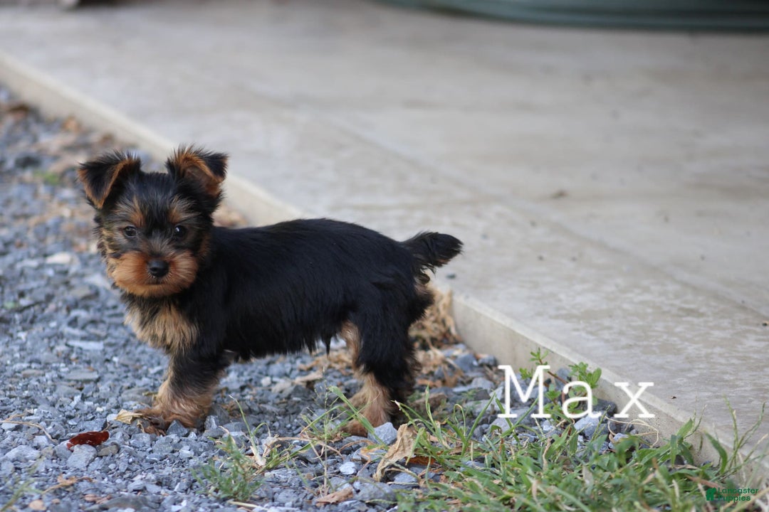 Yorkshire Terrier dogs for sale: Max - Image 2