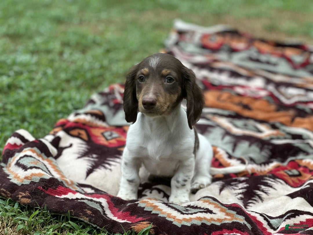 Miniature Dachshund dogs for sale: Rolo - Image 6