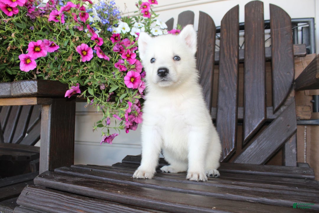 German Shepherd dogs for sale: James - Image 2