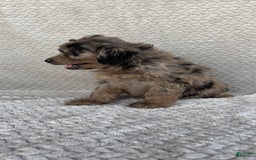 Mini Aussiedoodle dogs for sale: Hazel - Image 2