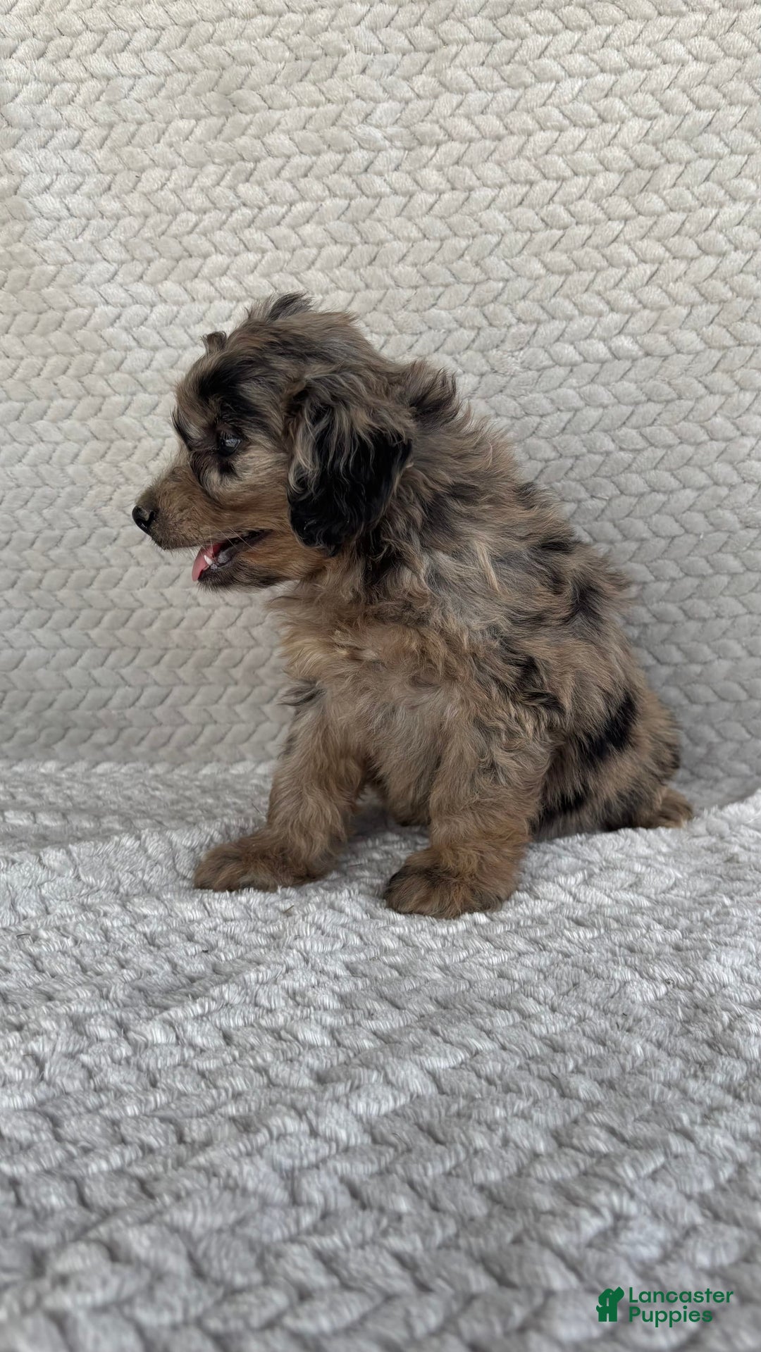 Mini Aussiedoodle dogs for sale: Hazel - Image 2