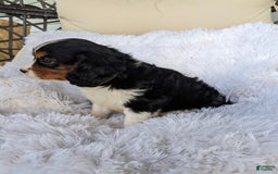 Cavalier King Charles Spaniel dogs for sale: Jax - Image 3