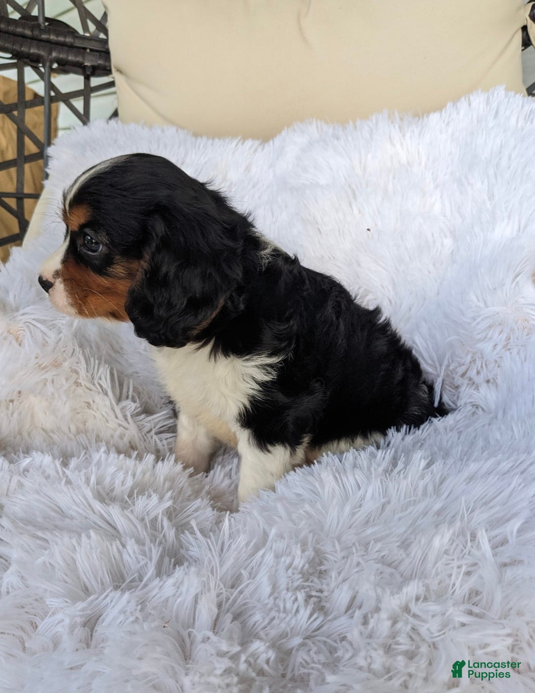 Cavalier King Charles Spaniel dogs for sale: Jax - Image 3