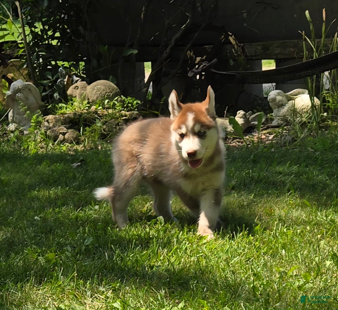 Siberian Husky dogs for sale: Arrow - Image 3