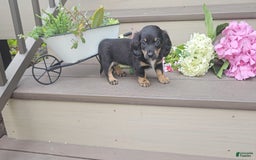 Miniature Dachshund dogs for sale: Felicity - Image 1
