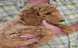 Standard Poodle dogs for sale: Ma Standard - Image 7