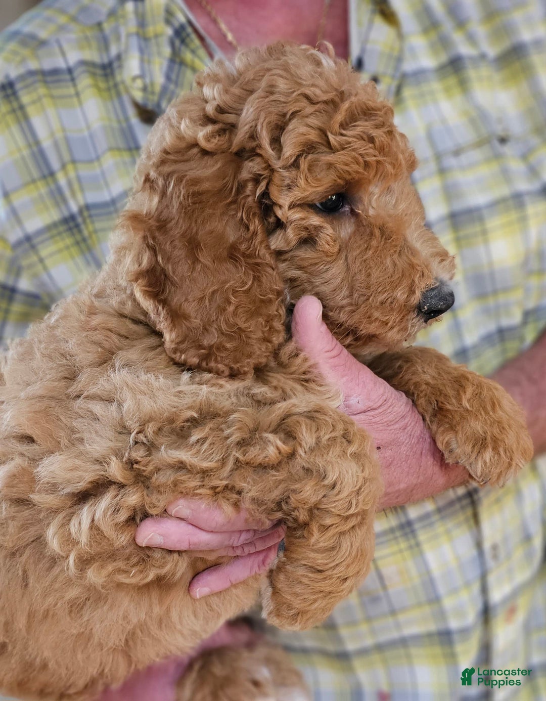 Standard Poodle dogs for sale: Ma Standard - Image 7
