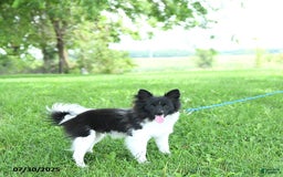 Pomeranian dogs for sale: Cody - Image 19