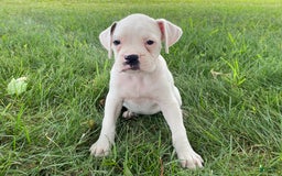 Boxer dogs for sale: Stewart - Image 6