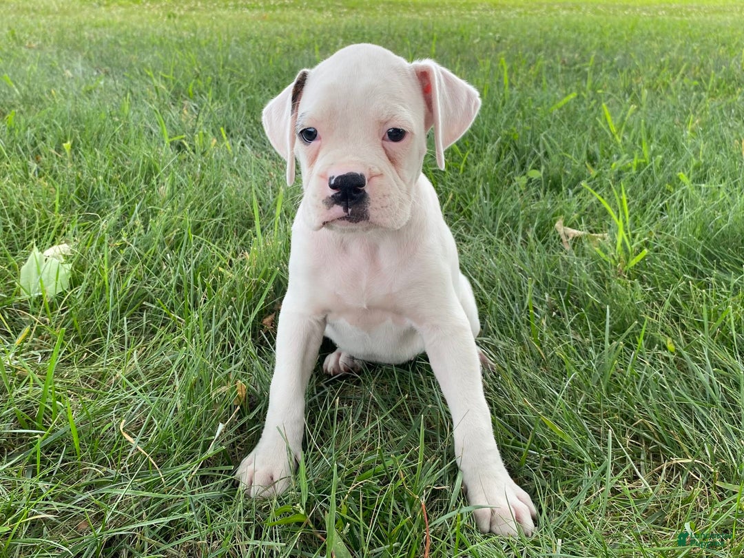 Boxer dogs for sale: Stewart - Image 6