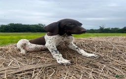 German Shorthaired Pointer dogs for sale: Festus - Image 3