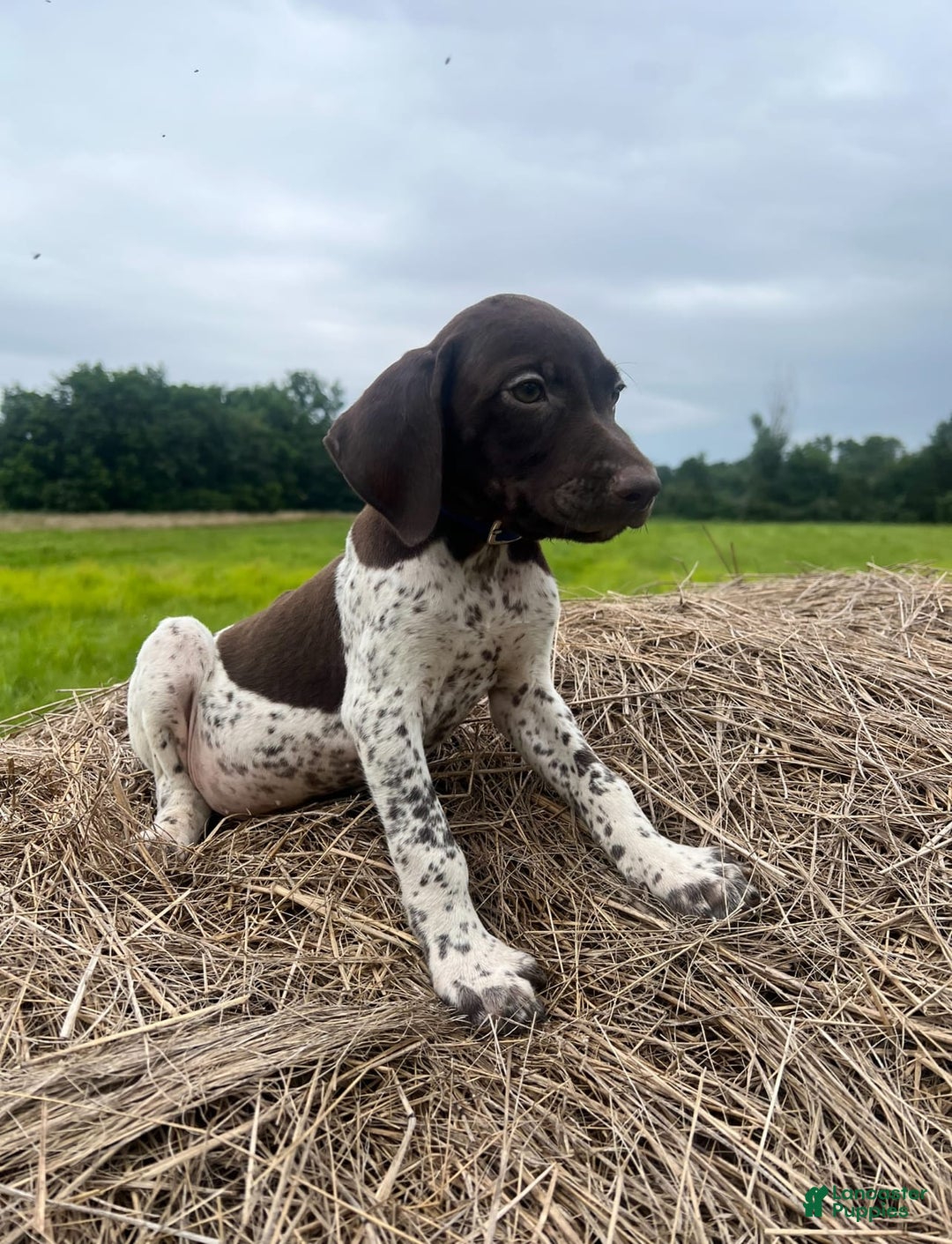 German Shorthaired Pointer dogs for sale: Festus - Image 3