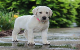 Labrador Retriever dogs for sale: Barbie - Image 4