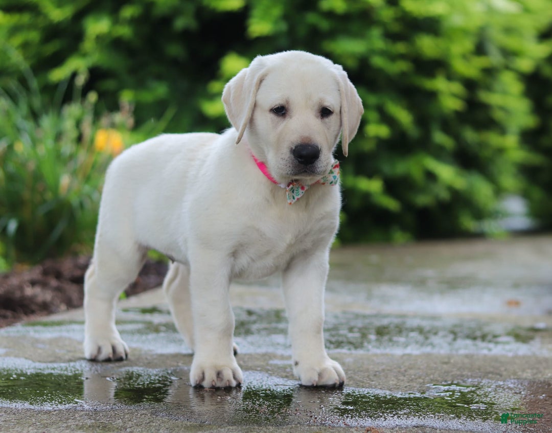 Labrador Retriever dogs for sale: Barbie - Image 4
