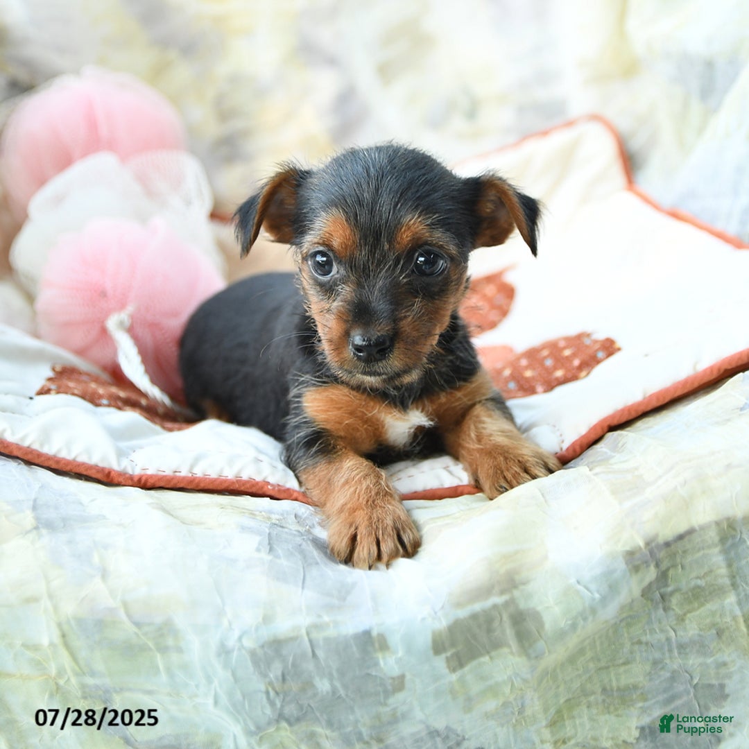Yorkshire Terrier dogs for sale: Yorkshire Terrier 6 puppies - Image 3