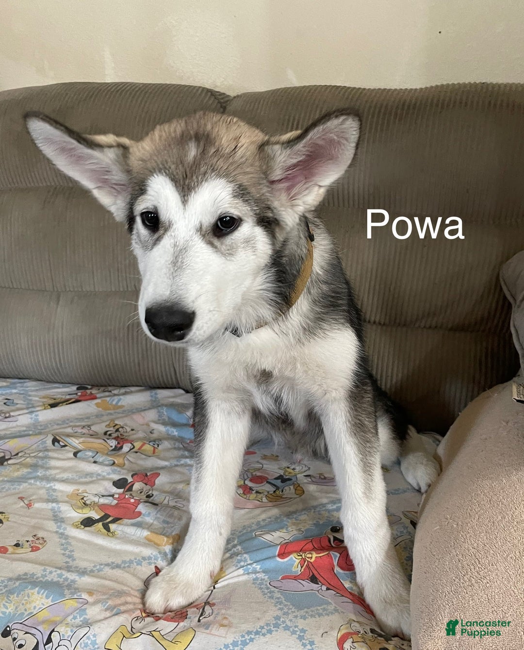 Alaskan Malamute dogs for sale: Powa - Image 1