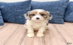 Cavapoo dogs for sale: Skylie - Image 1