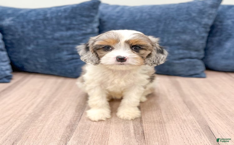 Cavapoo dogs for sale - Ad 2
