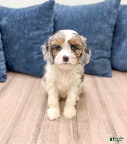 Cavapoo dogs for sale - Ad 2
