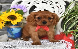 Cavalier King Charles Spaniel dogs for sale: Zander Blake - Image 6