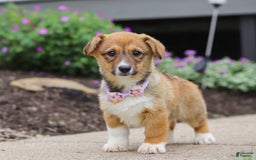Welsh Corgi Pembroke dogs for sale: Daisy - Image 11