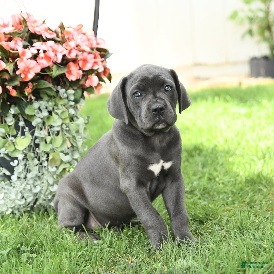 Cane Corso dogs for sale: Buzz - Image 1