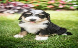 Bernedoodle dogs for sale: Rebel - Image 6