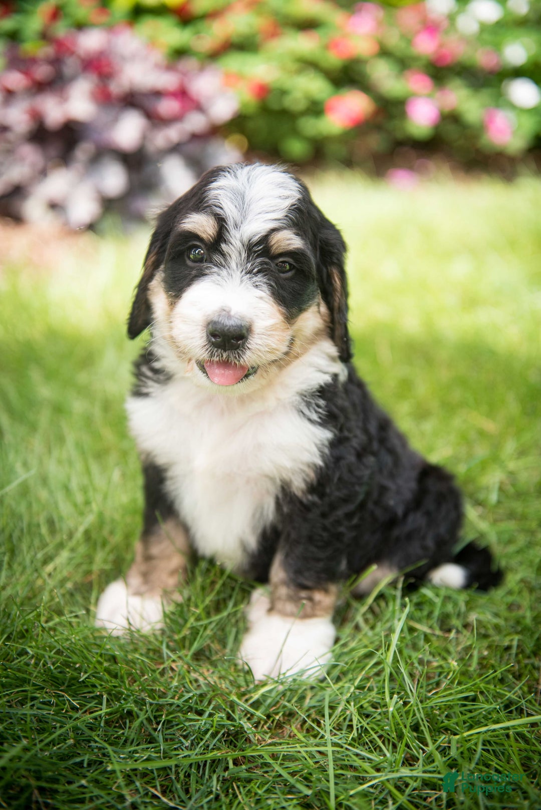 Bernedoodle dogs for sale: Rebel - Image 6