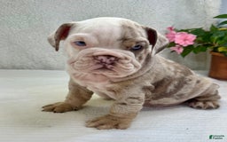 English Bulldog dogs for sale: Eric - Image 4