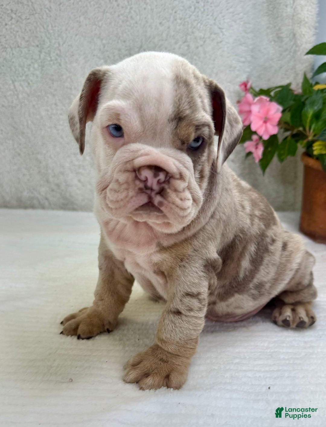 English Bulldog dogs for sale: Eric - Image 4
