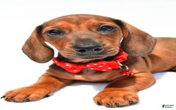 Miniature Dachshund dogs for sale: Issac - Image 3