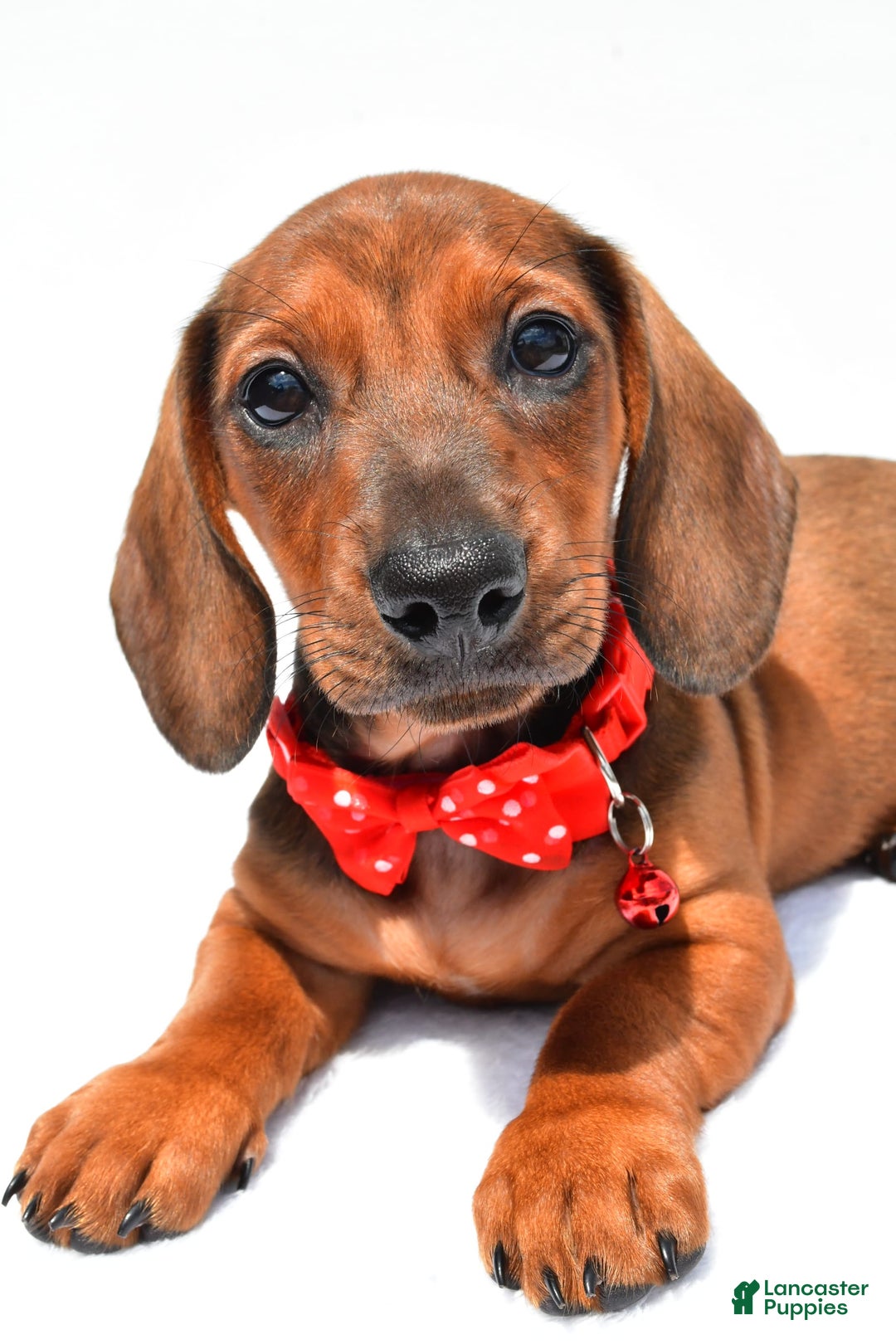 Miniature Dachshund dogs for sale: Issac - Image 3