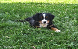 Bernese Mountain Dog dogs for sale: Vincent - Image 6