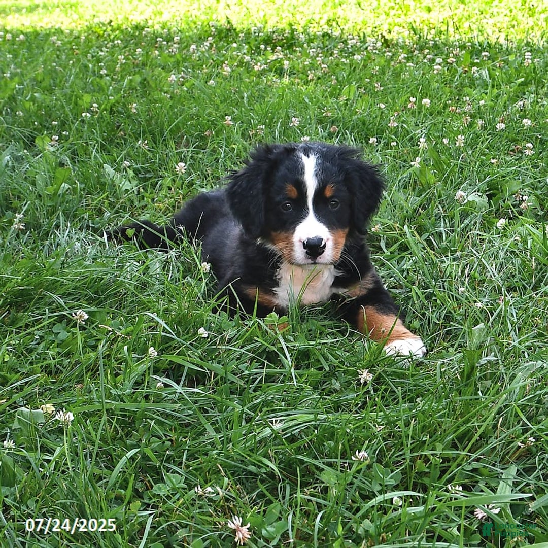 Bernese Mountain Dog dogs for sale: Vincent - Image 6