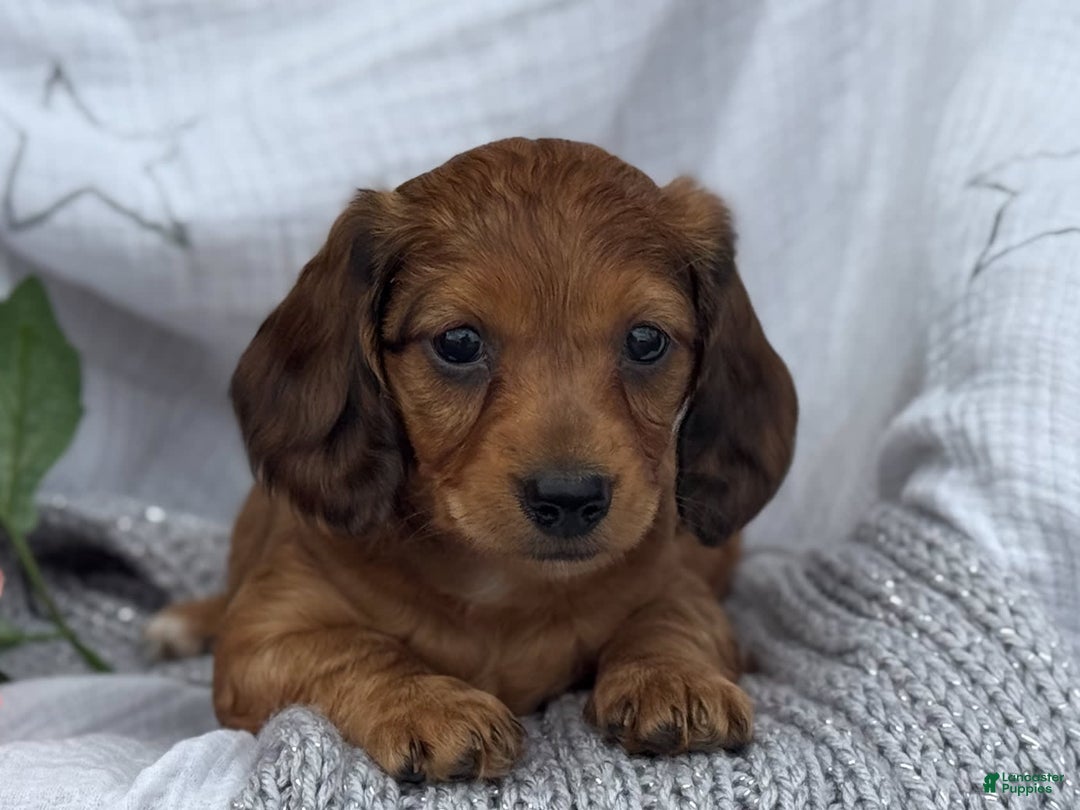 Miniature Dachshund dogs for sale: Teddy - Image 17