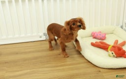 Cavalier King Charles Spaniel dogs for sale: Harley - Image 2