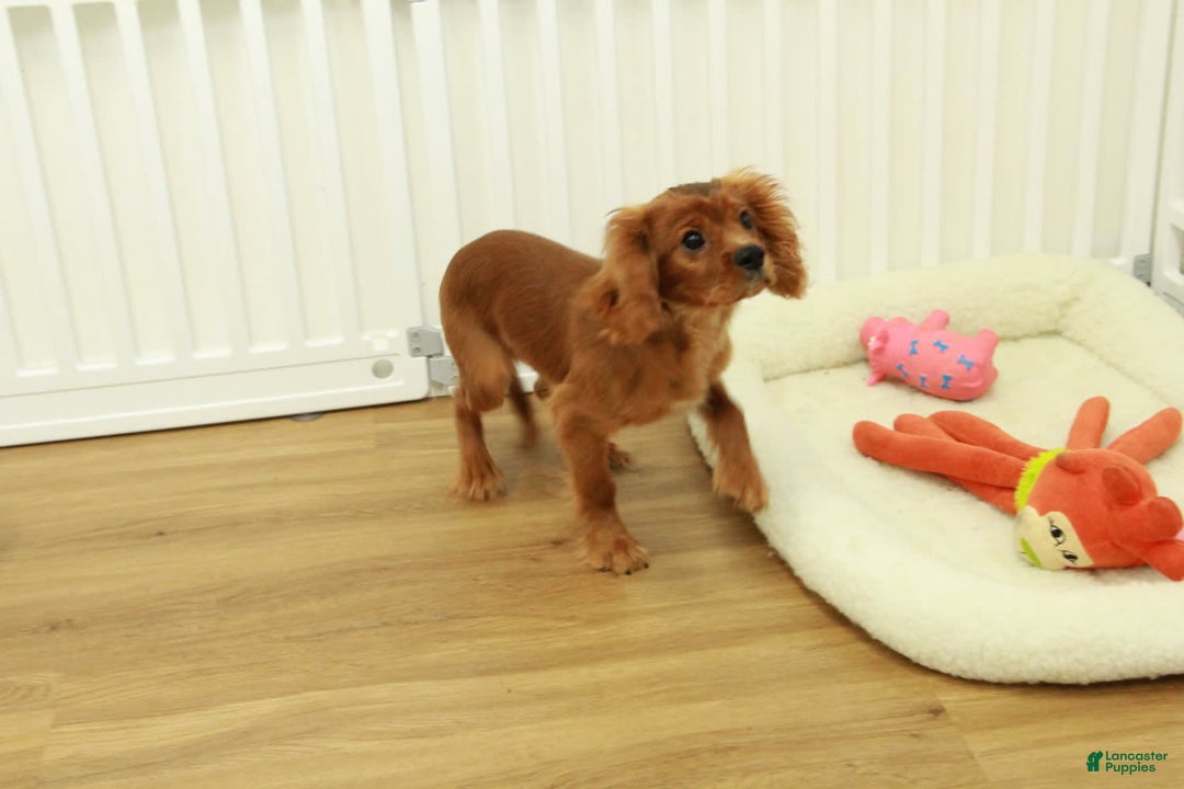 Cavalier King Charles Spaniel dogs for sale: Harley - Image 2