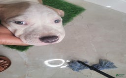 American Bully dogs for sale: Puzzle Piece - Image 2