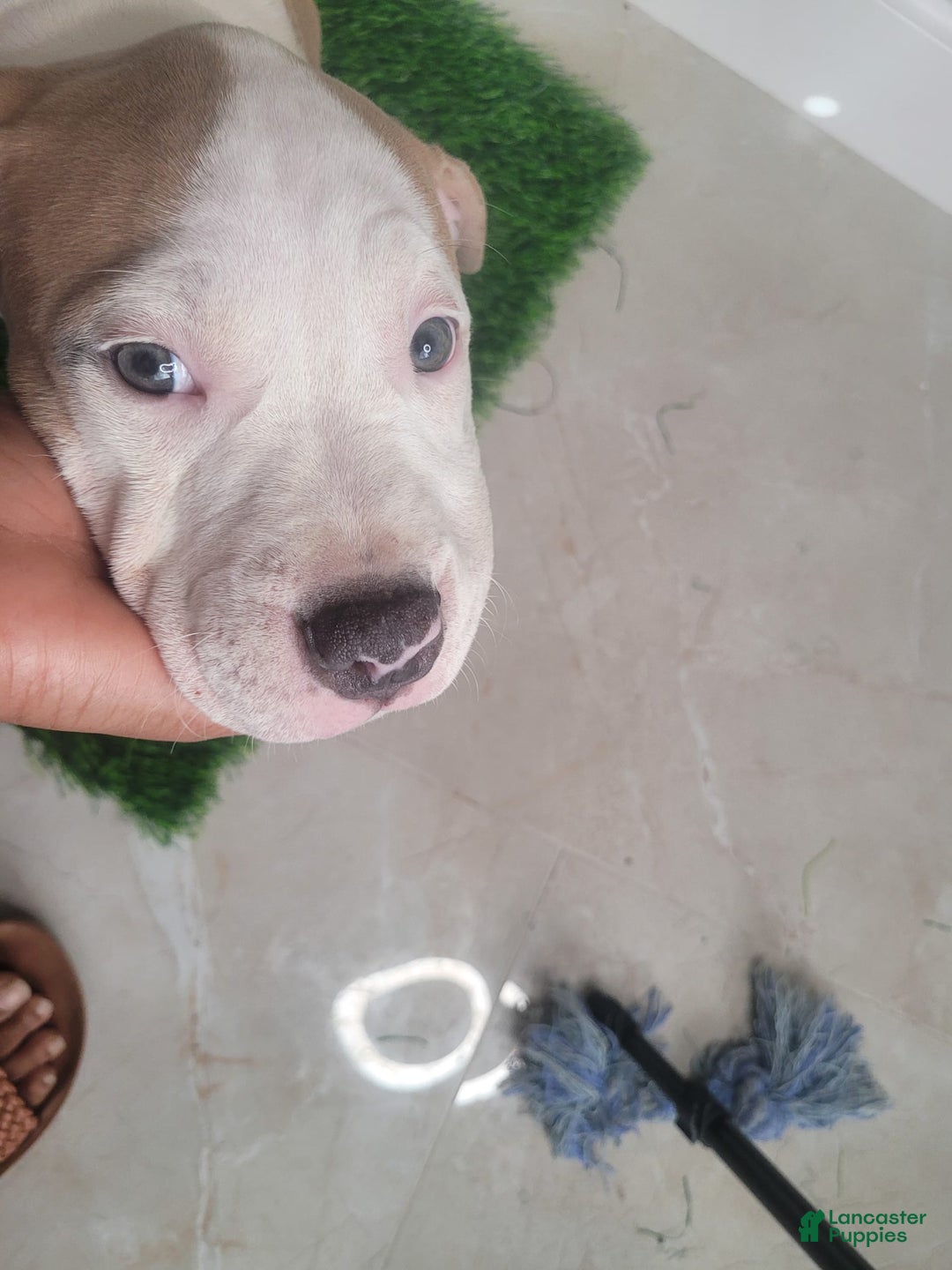 American Bully dogs for sale: Puzzle Piece - Image 2