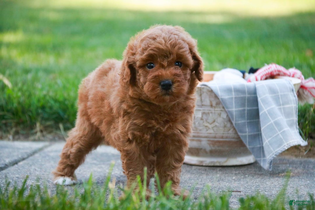 Miniature Poodle dogs for sale: Jackson - Image 5