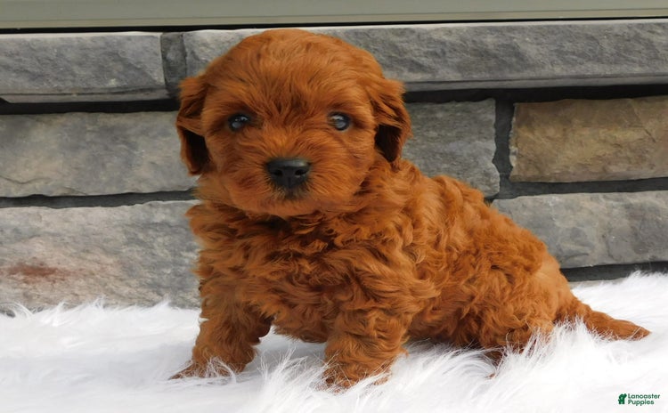 Cavapoo dogs for sale - Ad 5