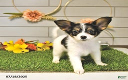 Papillon dogs for sale: Quinn - Image 15